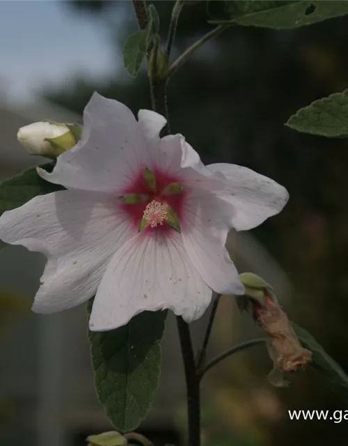 Garten-Busch-Malve 'Baby Barnsley'