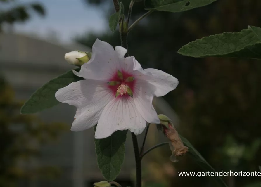 Garten-Busch-Malve 'Baby Barnsley'