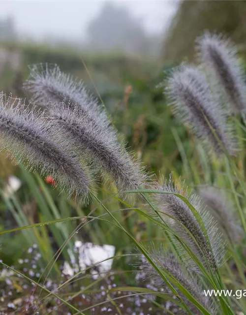 Garten-Federborstengras 'Cassian'