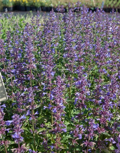 Großblütige Garten-Katzenminze 'Blue Danube'