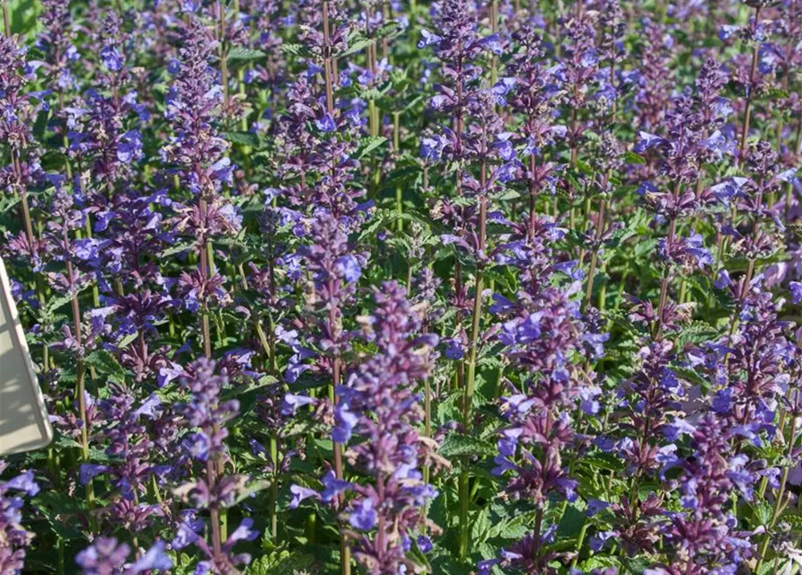 Großblütige Garten-Katzenminze 'Blue Danube'