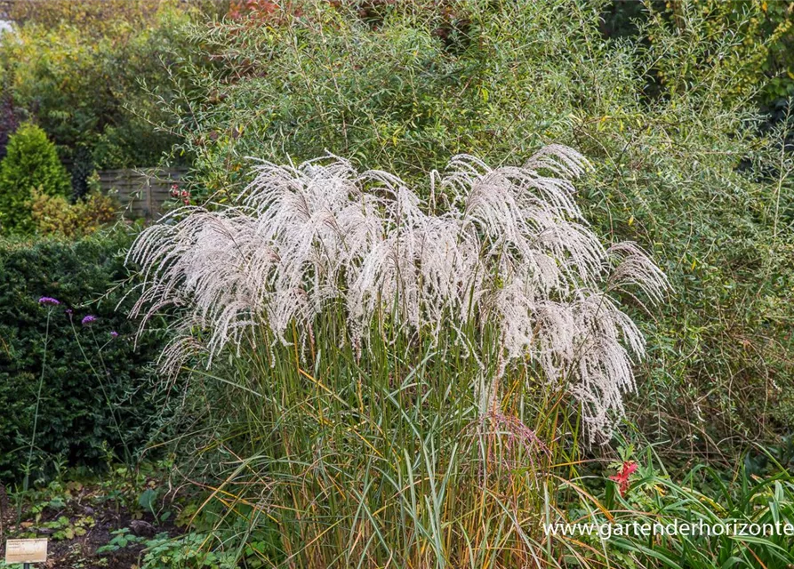 Garten-Chinaschilf 'Champagner'