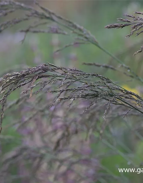 Kleines Garten-Pfeifengras 'Dauerstrahl'