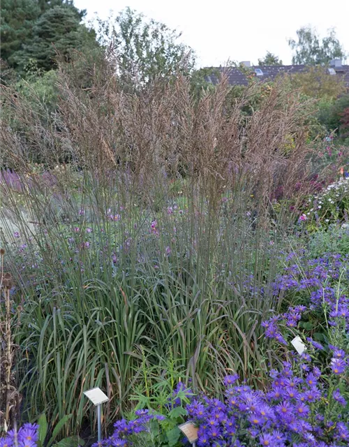 Kleines Garten-Pfeifengras 'Dauerstrahl'