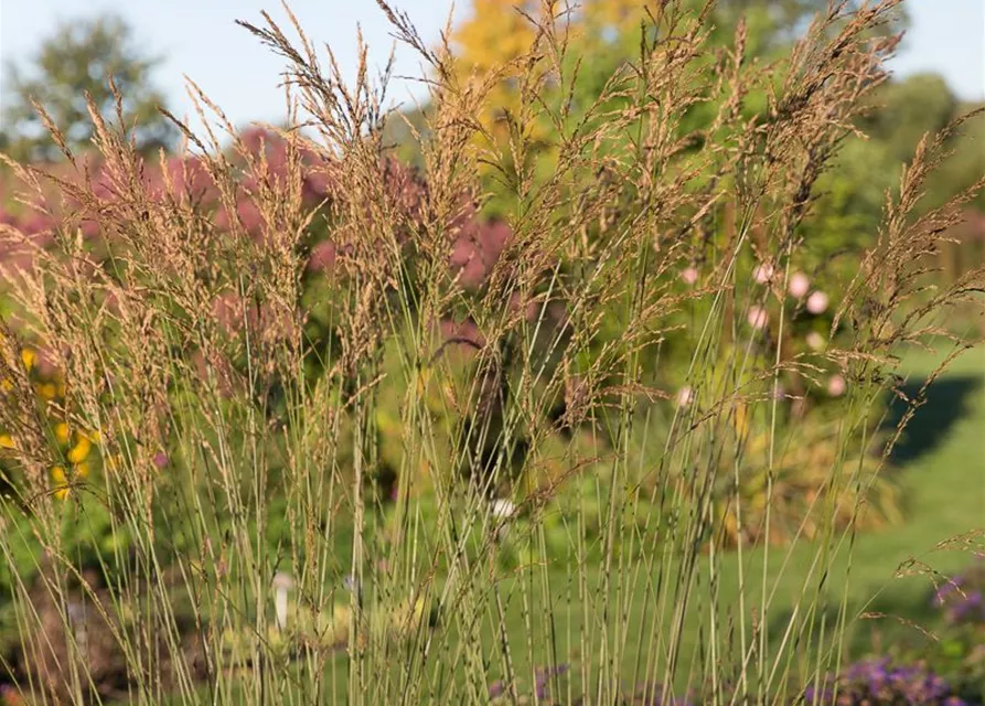 Kleines Garten-Pfeifengras 'Dauerstrahl'