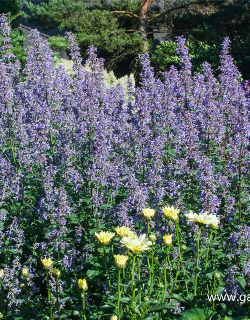 Großblütige Garten-Katzenminze