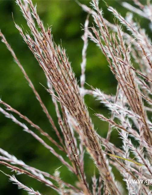 Garten-Chinaschilf 'Kleine Silberspinne'