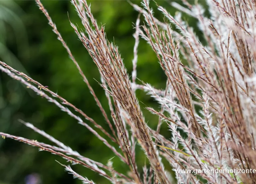 Garten-Chinaschilf 'Kleine Silberspinne'