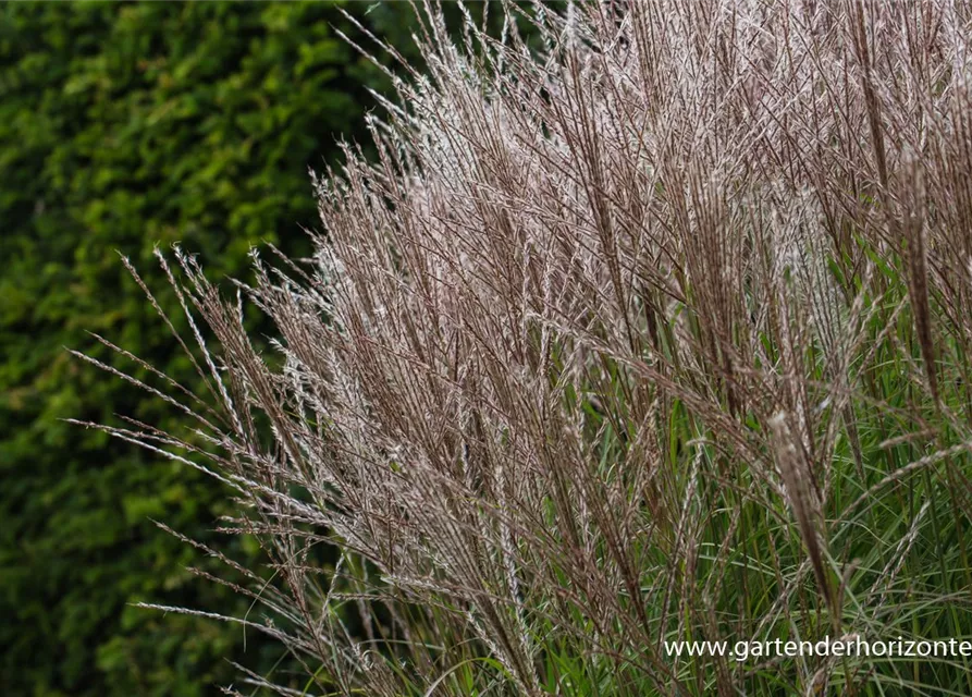 Garten-Chinaschilf 'Kleine Silberspinne'