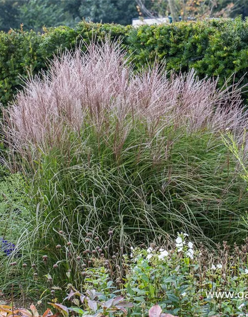 Garten-Chinaschilf 'Kleine Silberspinne'