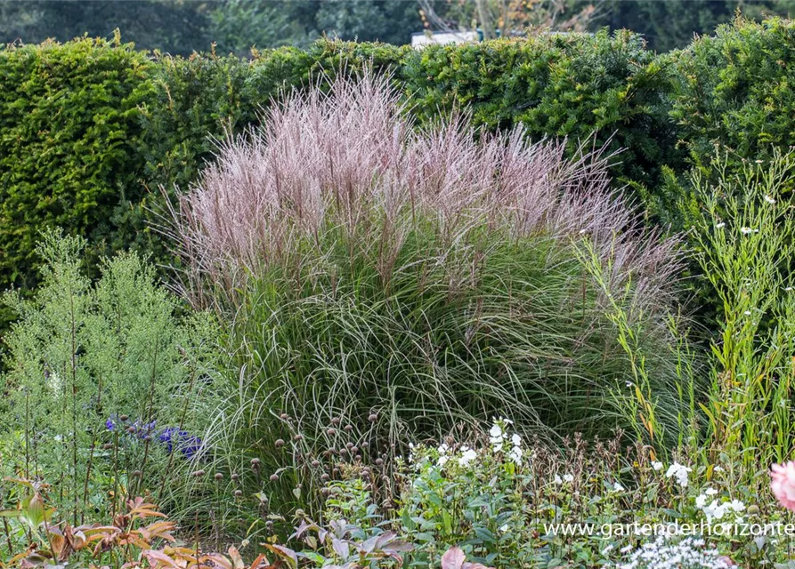 Garten-Chinaschilf 'Kleine Silberspinne'