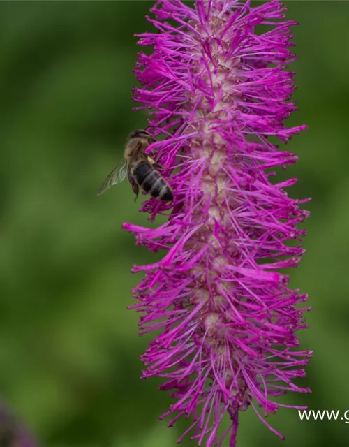 Japanischer Wiesenknopf