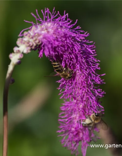 Japanischer Wiesenknopf