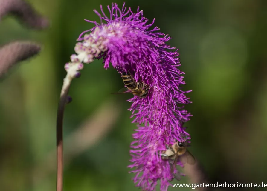 Japanischer Wiesenknopf