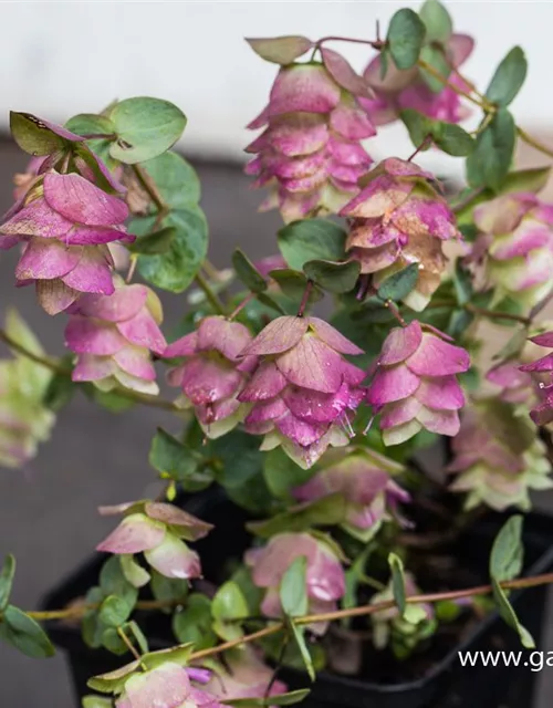 Rundblättriger Garten-Dost 'Kent Beauty'