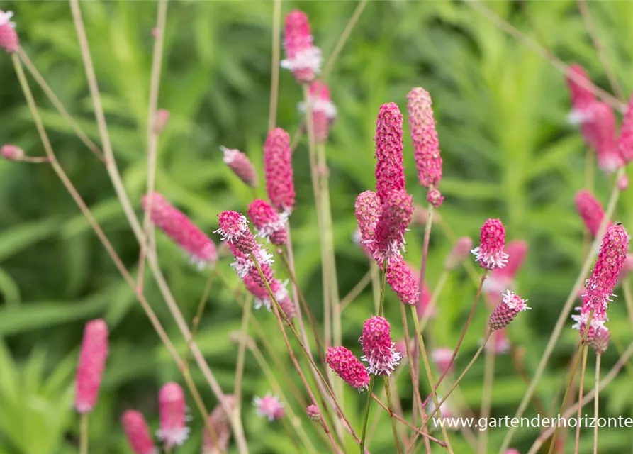 Garten-Wiesenknopf 'Pink Tanna'