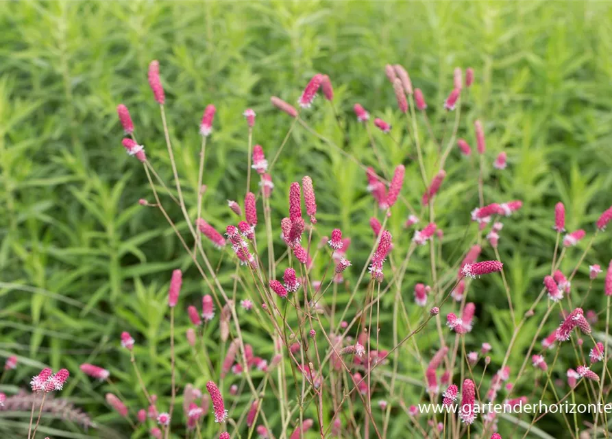 Garten-Wiesenknopf 'Pink Tanna'