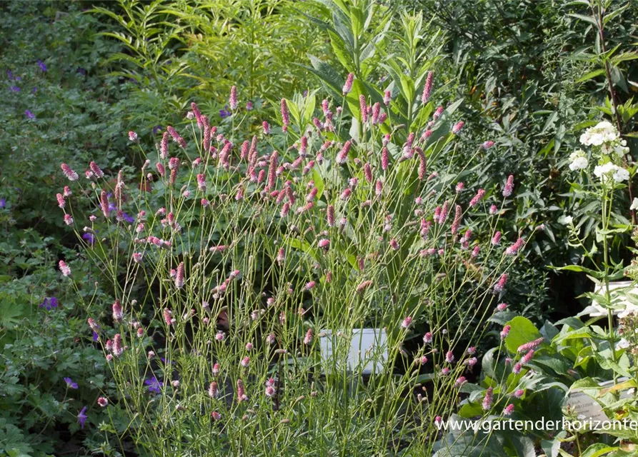 Garten-Wiesenknopf 'Pink Tanna'