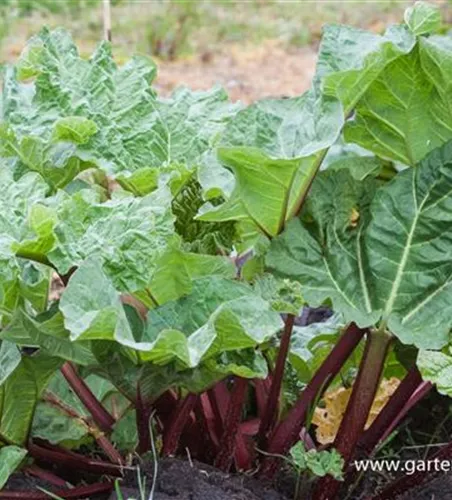 Garten-Rhabarber 'Holsteiner Blut'