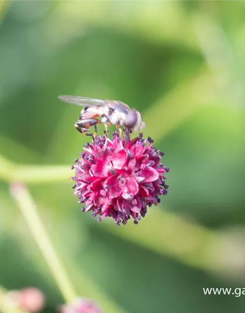 Garten-Wiesenknopf 'Tanna'