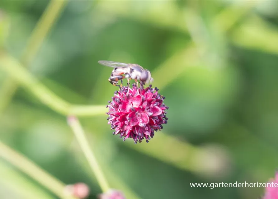 Garten-Wiesenknopf 'Tanna'