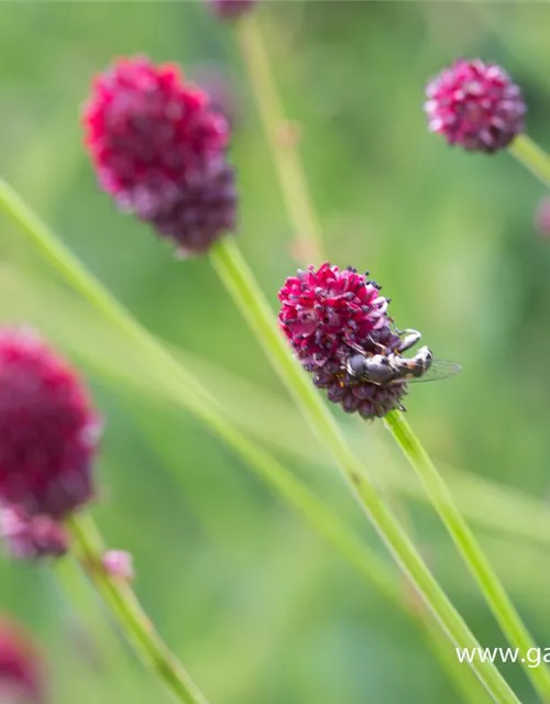 Garten-Wiesenknopf 'Tanna'