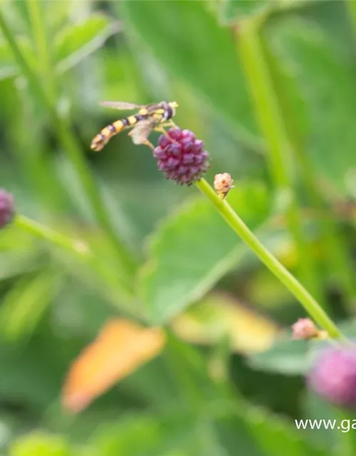 Garten-Wiesenknopf 'Tanna'