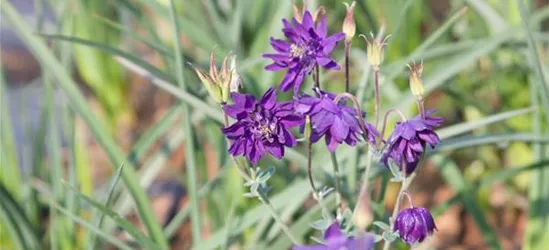 Garten-Akelei 'Blue Barlow'