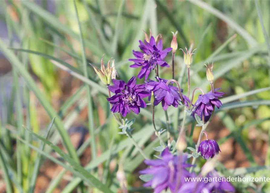 Garten-Akelei 'Blue Barlow'