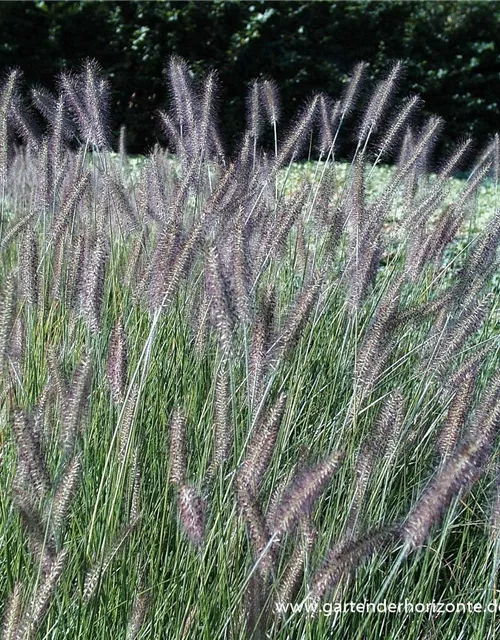 Garten-Federborstengras 'Herbstzauber'