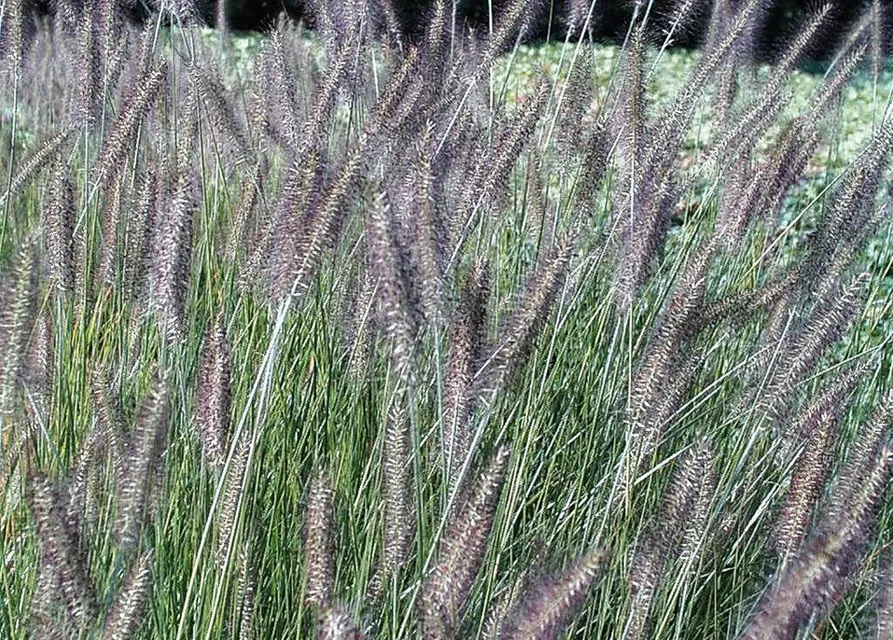 Garten-Federborstengras 'Herbstzauber'