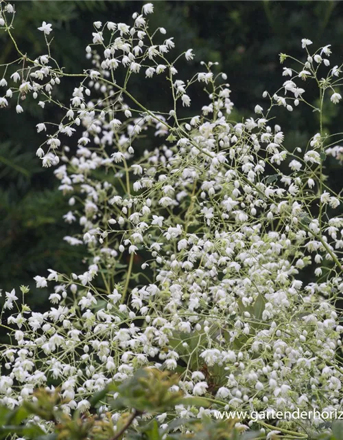 Garten-Wiesenraute 'Splendide White'®