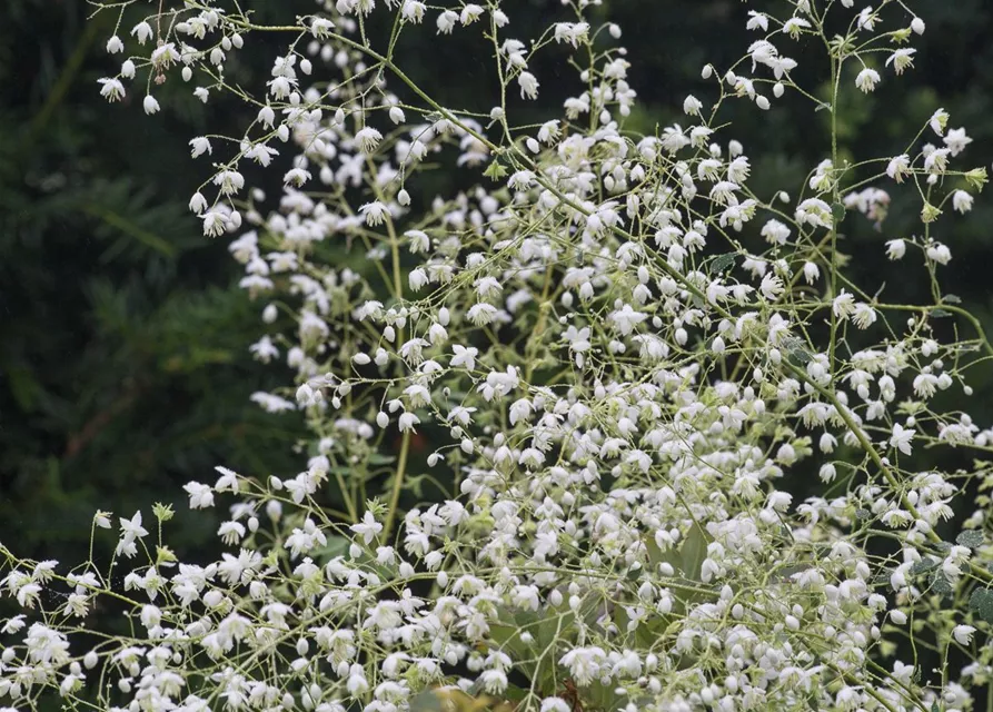 Garten-Wiesenraute 'Splendide White'®