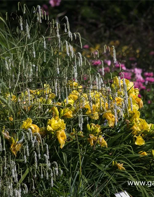 Hoher Wiesenknopf