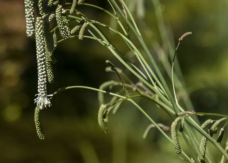 Hoher Wiesenknopf