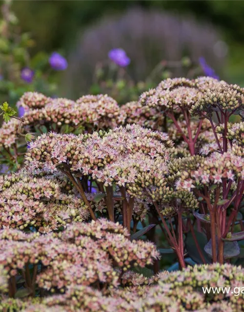 Großes Garten-Fettblatt