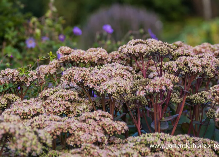 Großes Garten-Fettblatt