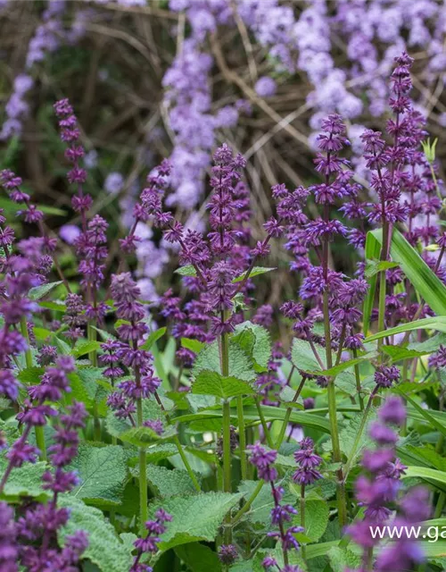 Quirlblütiger Garten-Salbei 'Purple Rain'