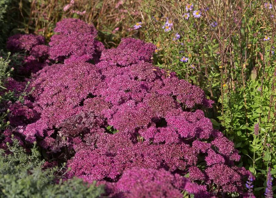 Großes Garten-Fettblatt 'Mr. Goodbud'