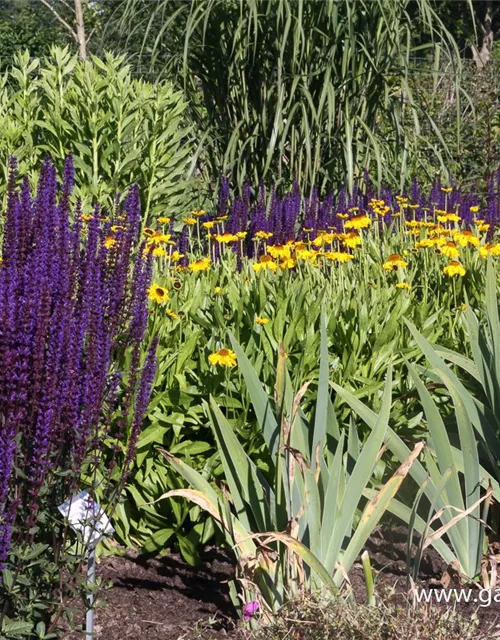 Garten-Blüten-Salbei 'Caradonna'