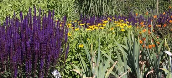 Garten-Blüten-Salbei 'Caradonna'