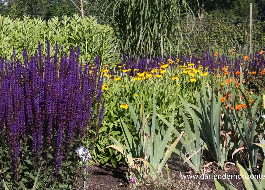 Garten-Blüten-Salbei 'Caradonna'