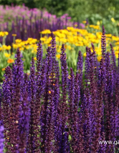 Garten-Blüten-Salbei 'Caradonna'