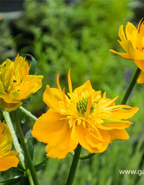 Garten-Trollblume 'Golden Queen'