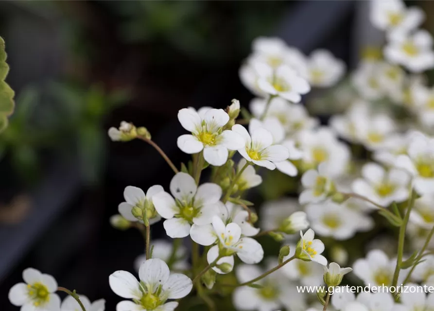 Garten-Moos-Steinbrech 'Schneeteppich'