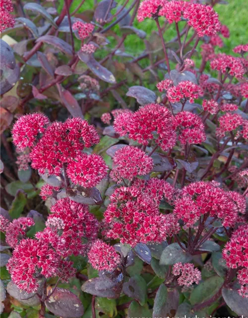 Großes Garten-Fettblatt 'Red Cauli'®