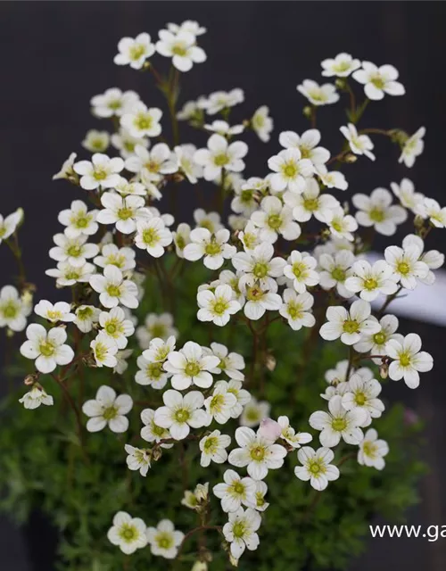 Garten-Moos-Steinbrech 'White Pixie'