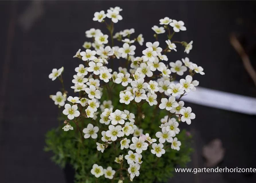 Garten-Moos-Steinbrech 'White Pixie'