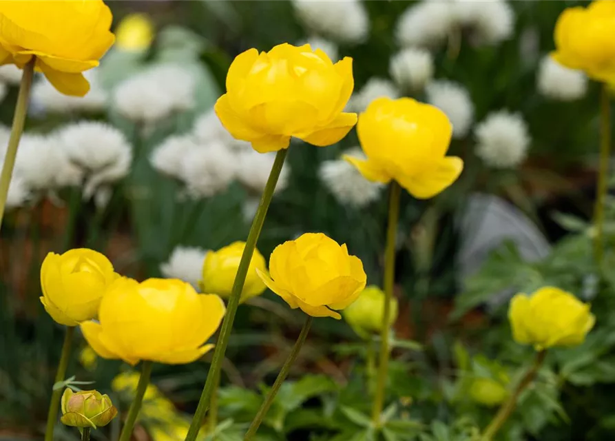 Europäische Trollblume