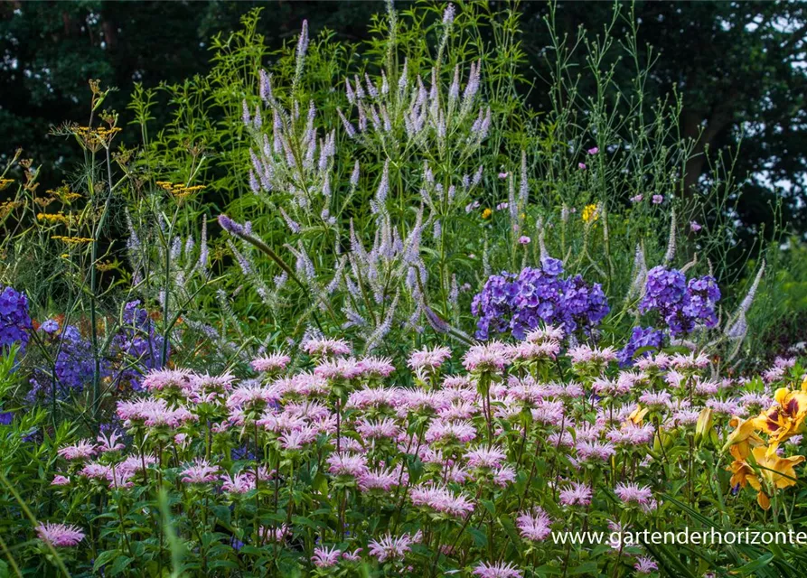 Garten-Kandelaberehrenpreis 'Lavendelturm'